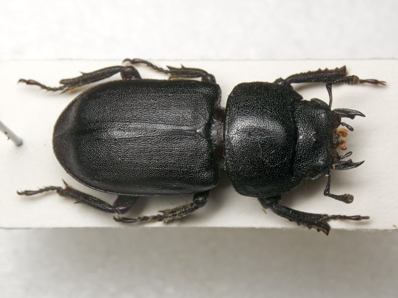 Dorcus parallelipipedus (Linnaeus, 1785)