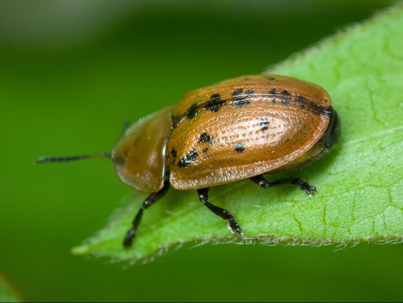 Cassida murraea Linnaeus, 1767