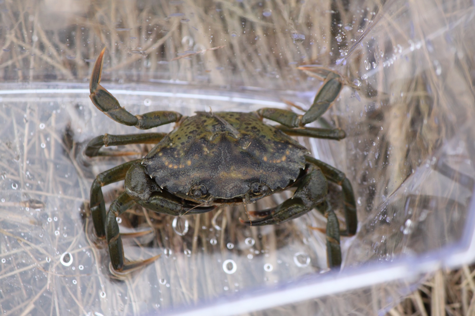 Carcinus maenas (Linnaeus, 1758)