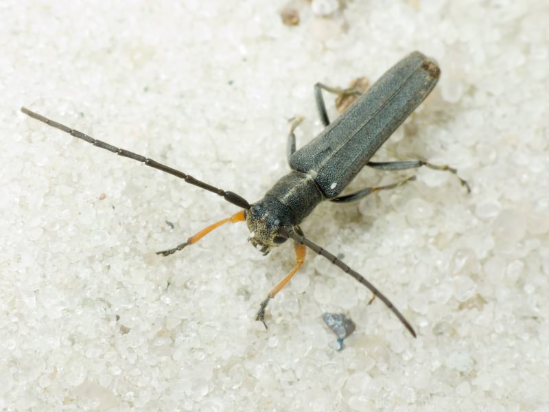 Phytoecia cylindrica (Linnaeus, 1758)