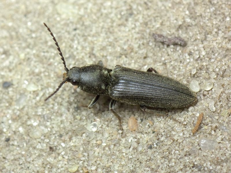 Dicronychus equisetoides Lohse, 1976