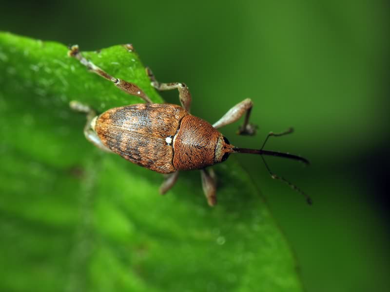 Curculio glandium Marsham, 1802