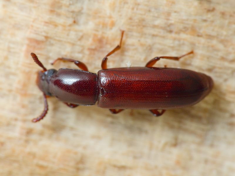 Corticeus (Corticeus) unicolor Piller & Mitterpacher, 1783