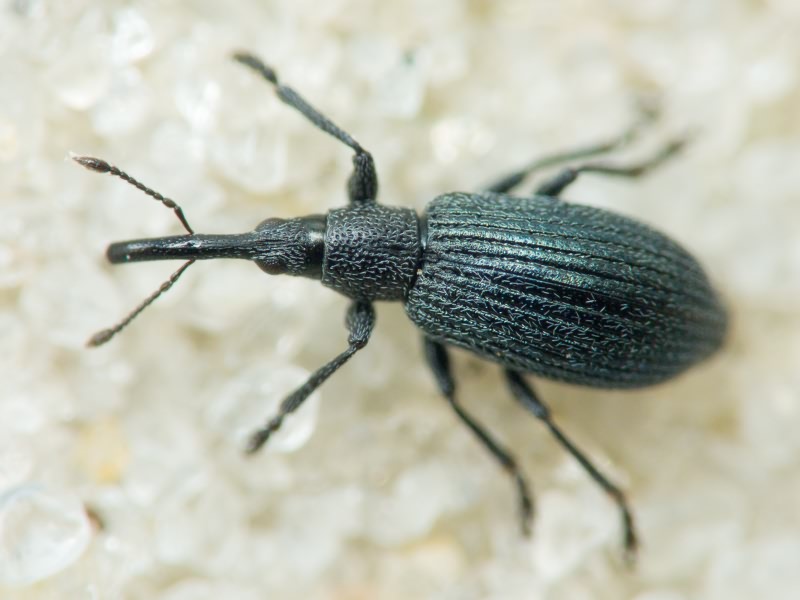 Stenopterapion meliloti (Kirby, 1808)