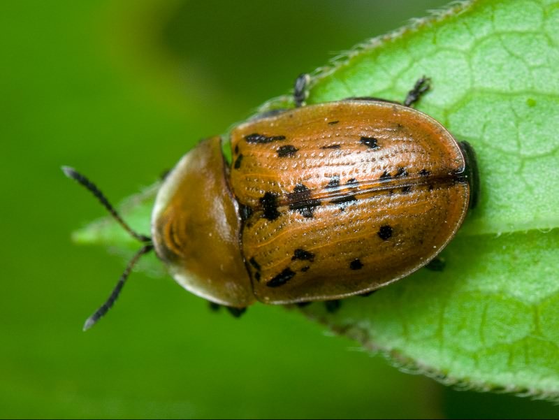 Cassida murraea Linnaeus, 1767