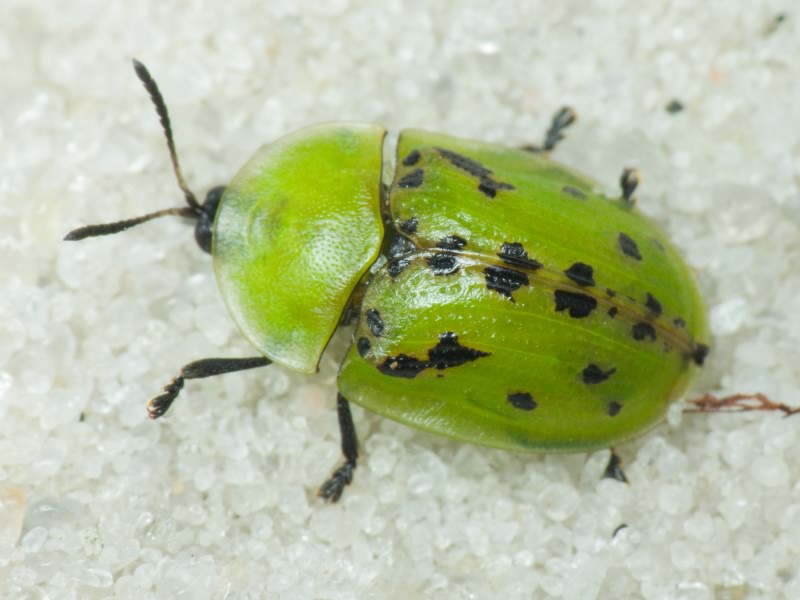 Cassida (Pseudocassida) murraea Linnaeus, 1767