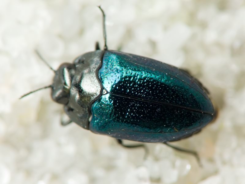 Habroloma breiti (Obenberger, 1918)