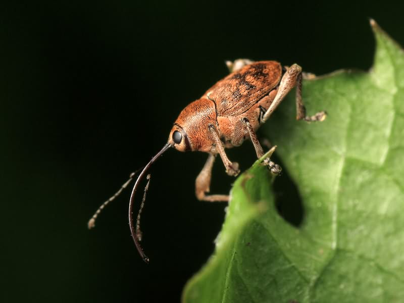 Curculio glandium Marsham, 1802