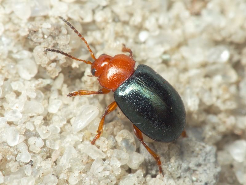 Podagrica menetriesi (Faldermann, 1837)