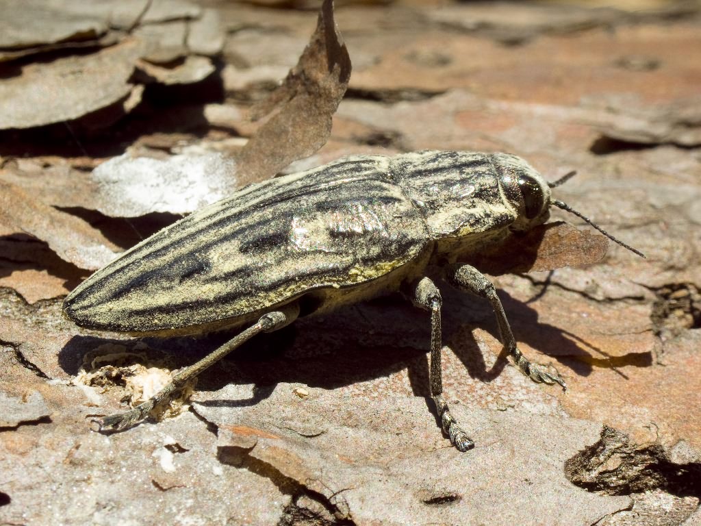 Chalcophora mariana (Linnaeus, 1758)
