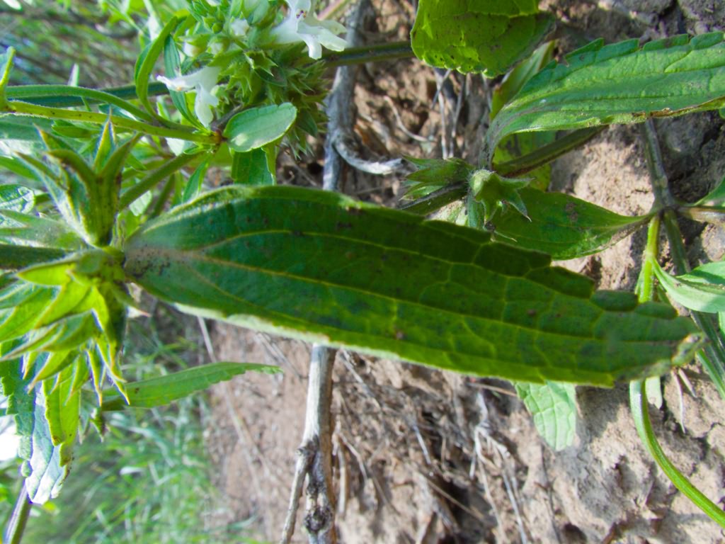 Stachys annua subsp. annua