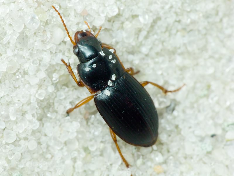 Harpalus