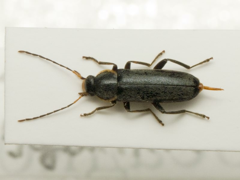 Osphya bipunctata (Fabricius, 1775)