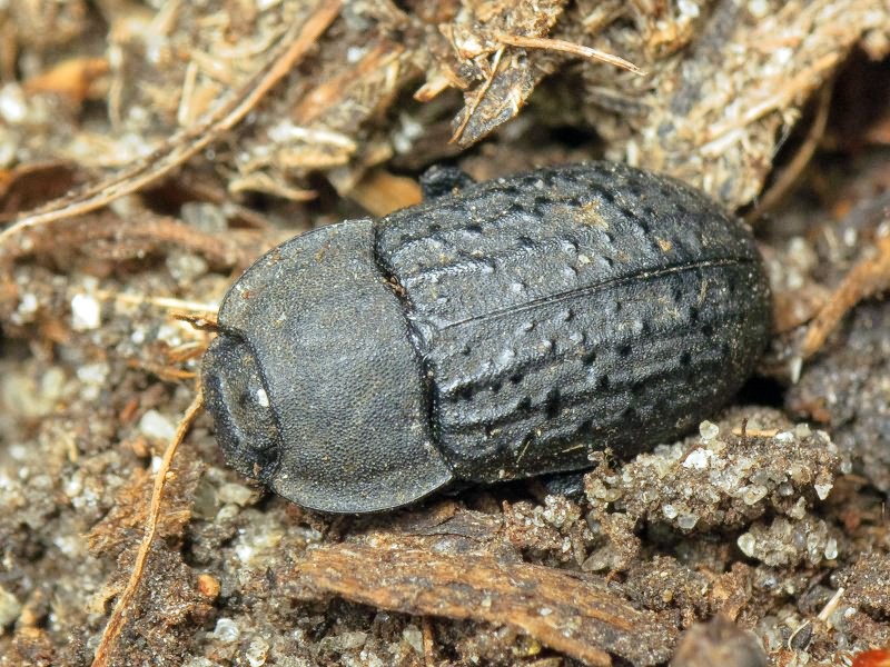 Opatrum sabulosum (Linnaeus, 1760)