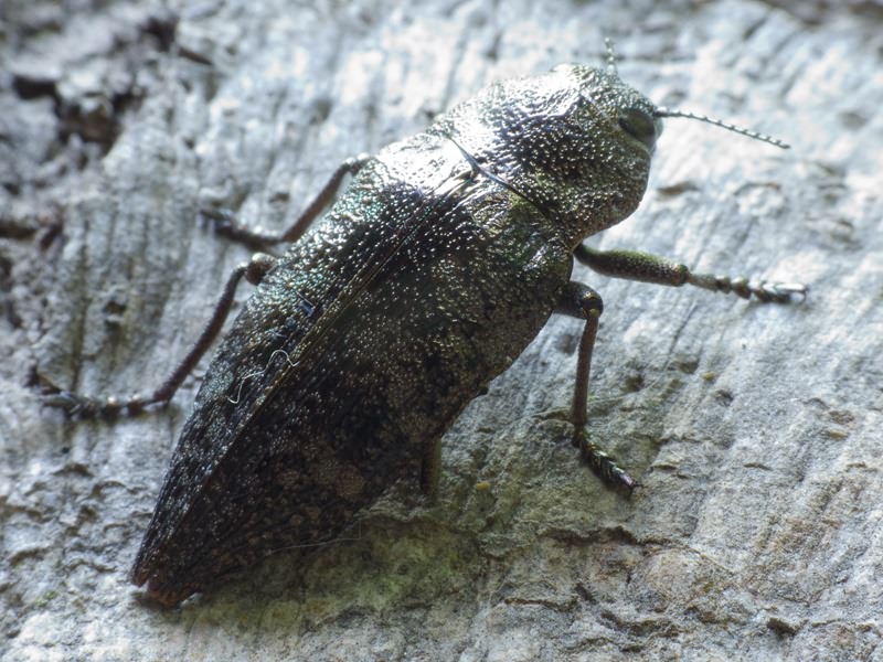 Dicerca aenea (Linnaeus, 1766)