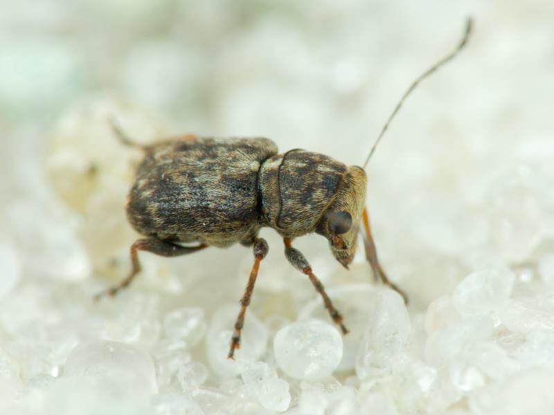 Exechesops foliatus Frieser, 1995