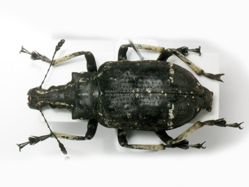 Tophoderes frenatus (Klug, 1833)