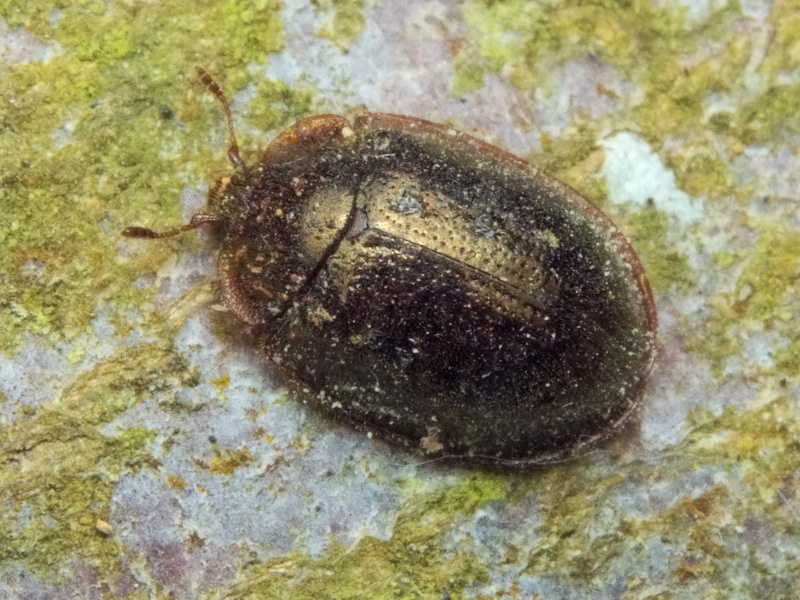 Thymalus Latreille, 1802