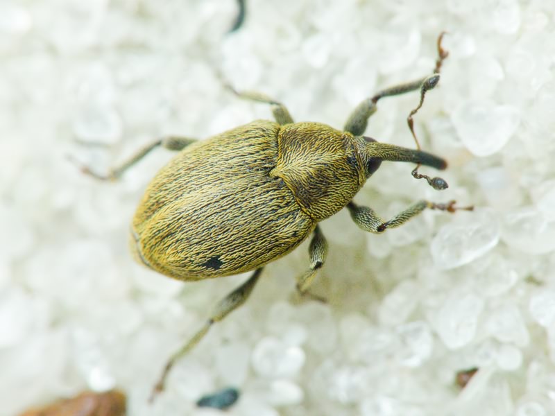 Sibinia pellucens (Scopoli, 1772)