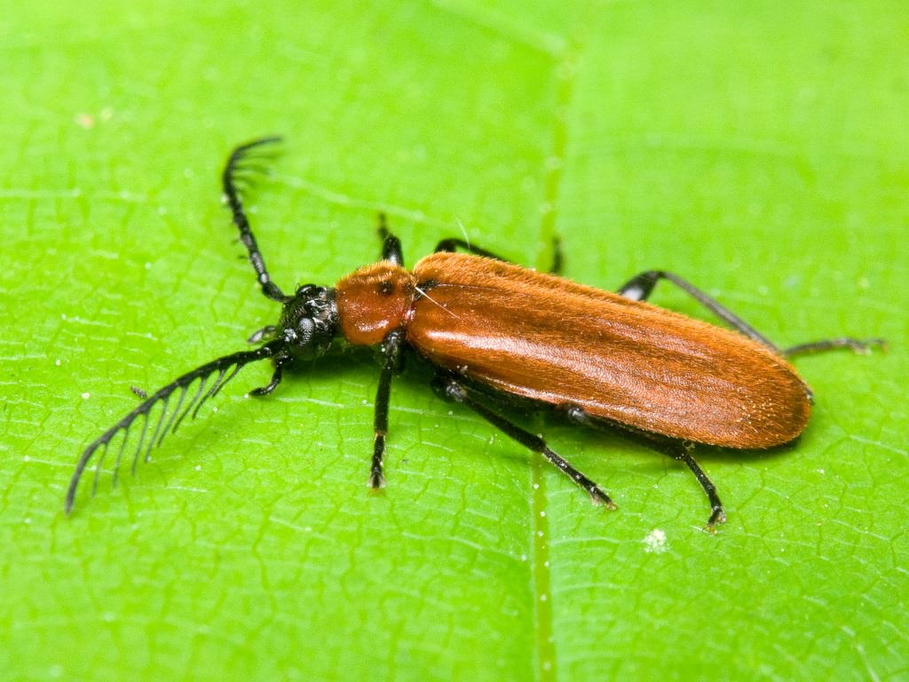 Schizotus pectinicornis (Linnaeus, 1758)
