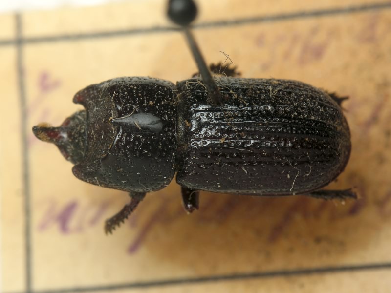 Sinodendron cylindricum (Linnaeus, 1758)
