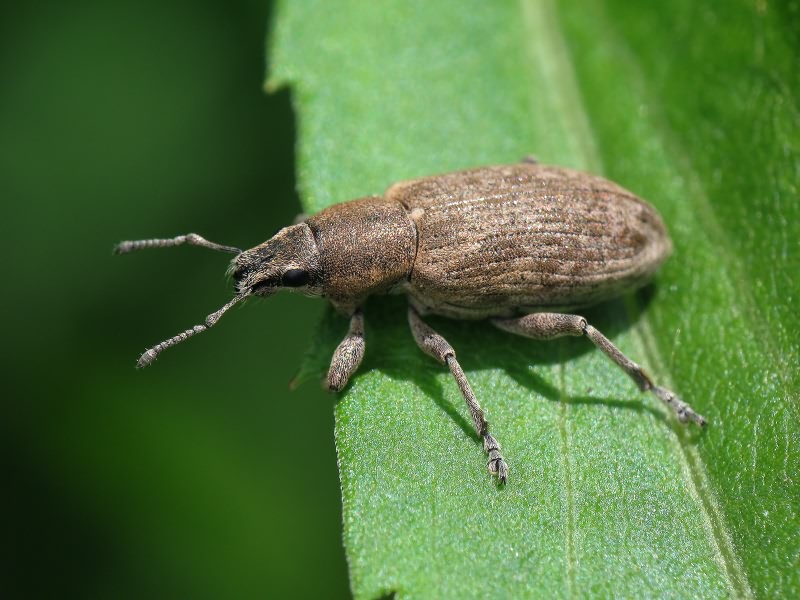 Tanymecus (Tanymecus) palliatus (Fabricius, 1787)