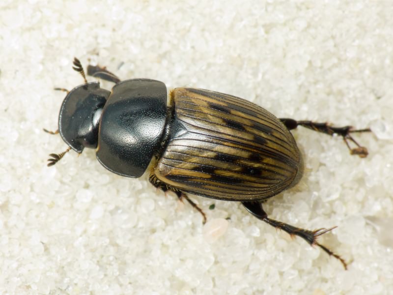 Acrossus luridus (Fabricius, 1775)