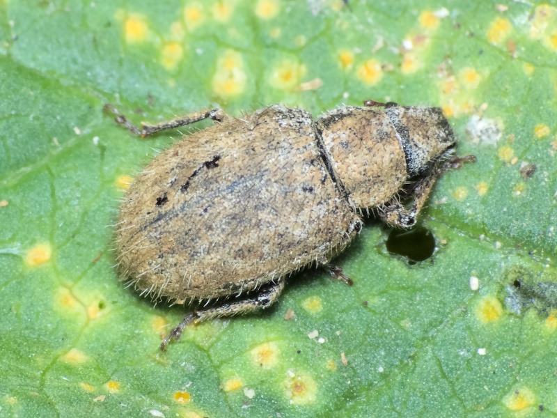 Strophomorphus porcellus (Schoenherr, 1832)