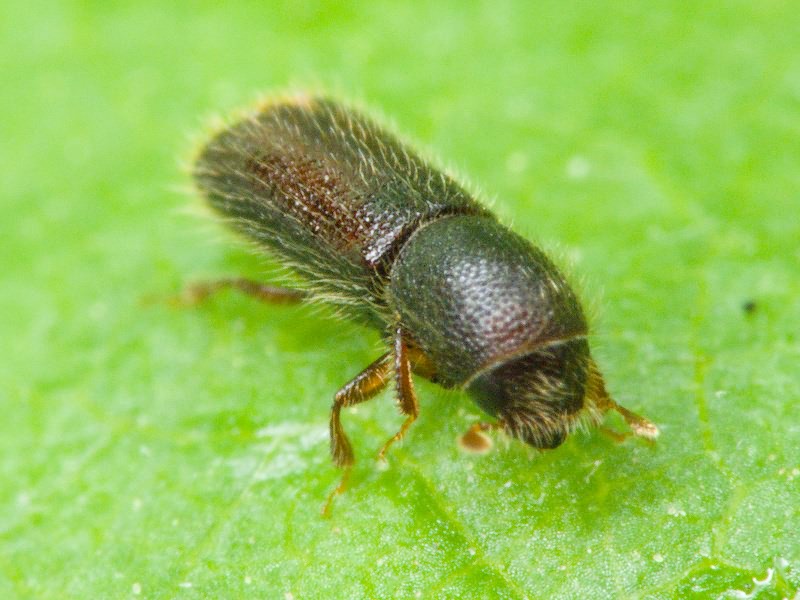 Lymantor coryli (Perris, 1853)