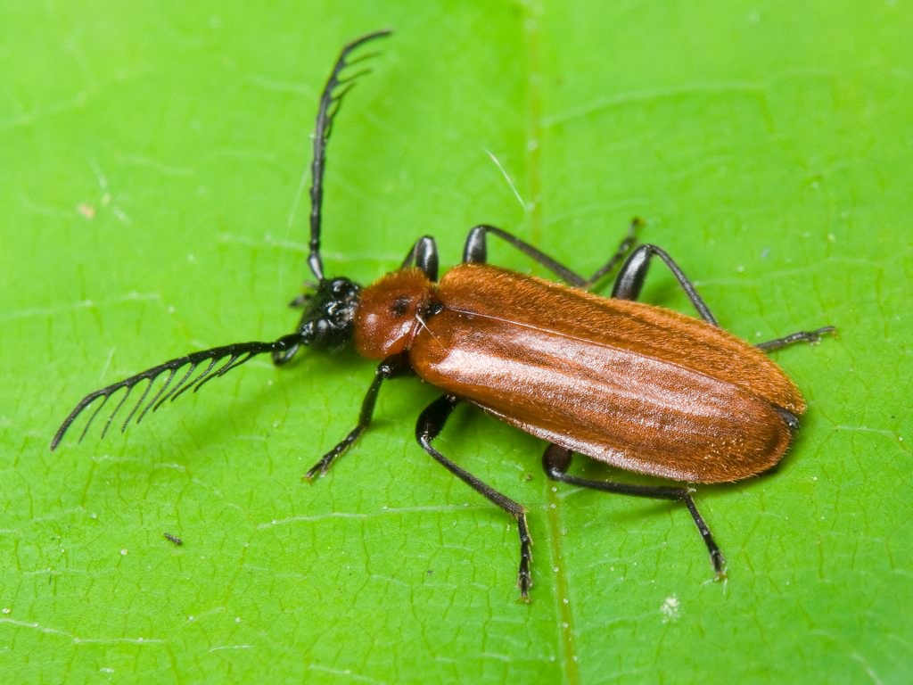 Schizotus pectinicornis (Linnaeus, 1758)