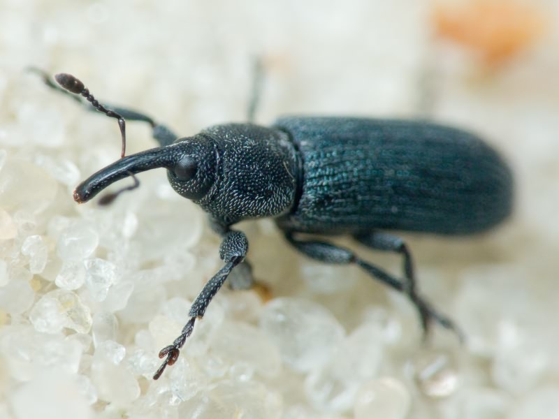 Mecinus janthinus Germar, 1821