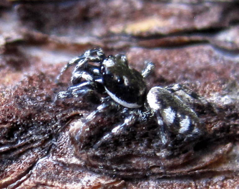 Salticus zebraneus (C. L. Koch, 1837)