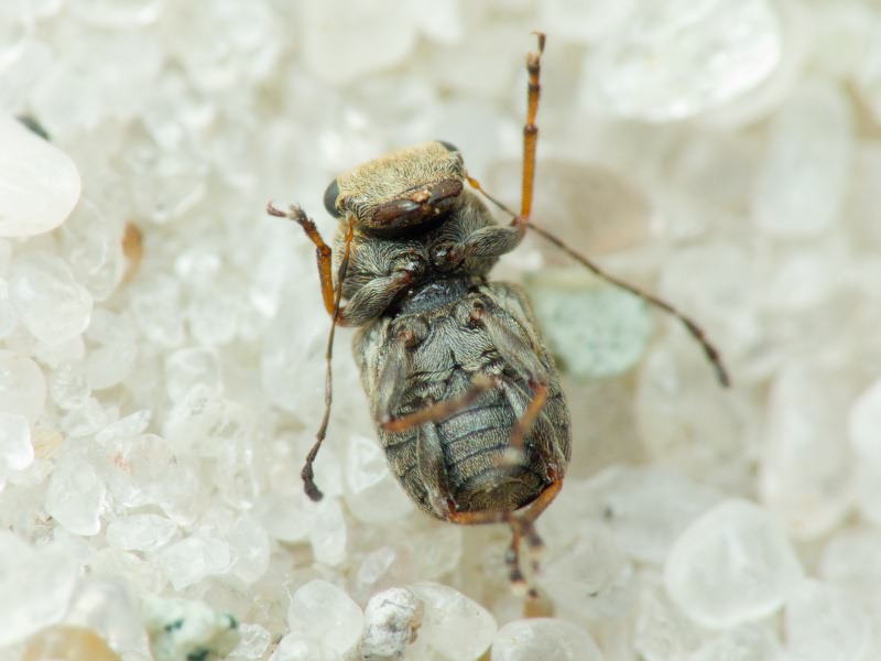 Exechesops foliatus Frieser, 1995