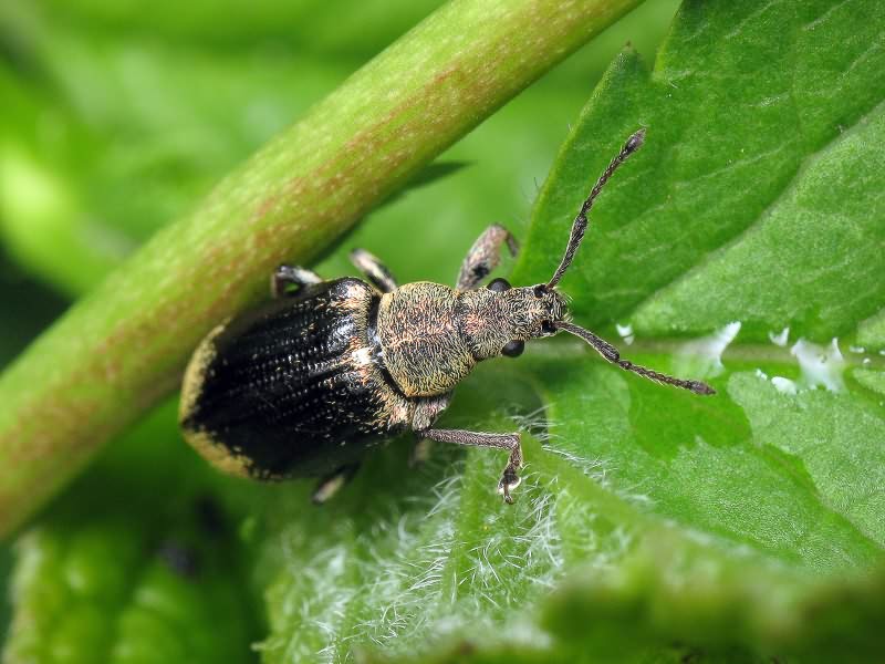 Phyllobius (Phyllobius) pyri (Linnaeus, 1758)