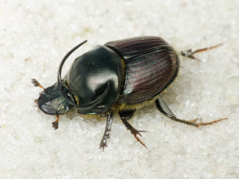 Onthophagus (Onthophagus) illyricus (Scopoli, 1763)
