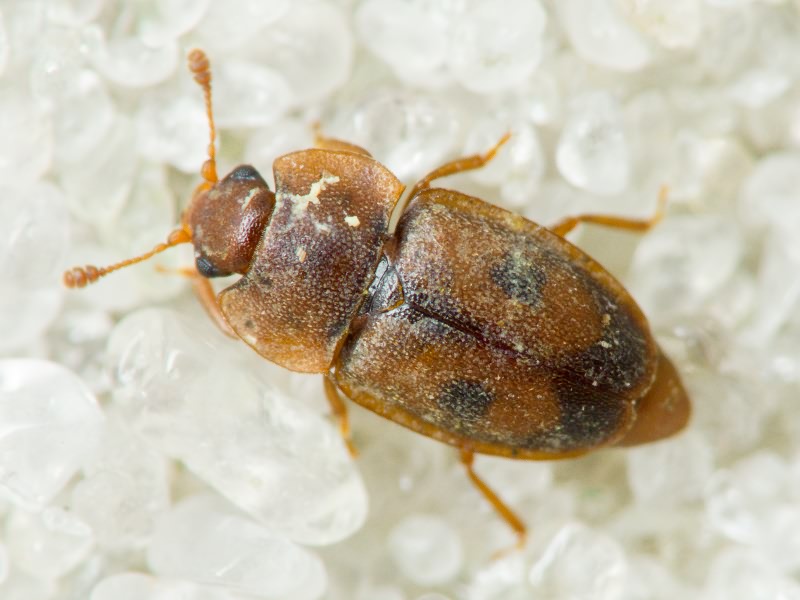 Epuraea variegata (Herbst, 1793)