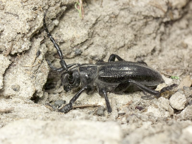 Dorcadion (Carinatodorcadion) carinatum (Pallas, 1771)