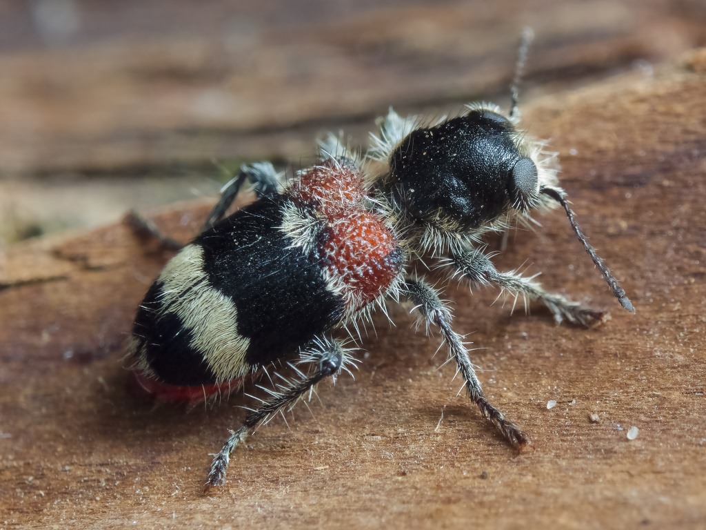 Clerus mutillarius Fabricius, 1775