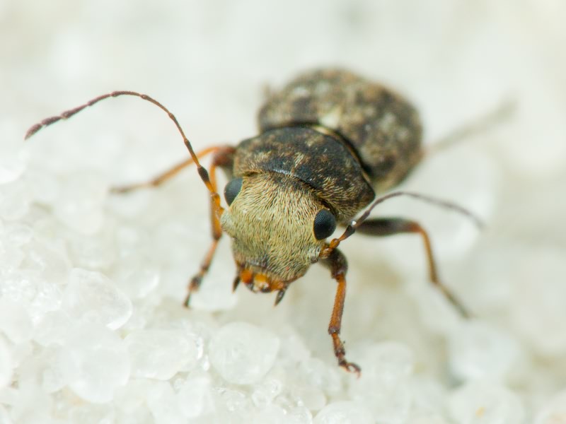 Exechesops foliatus Frieser, 1995