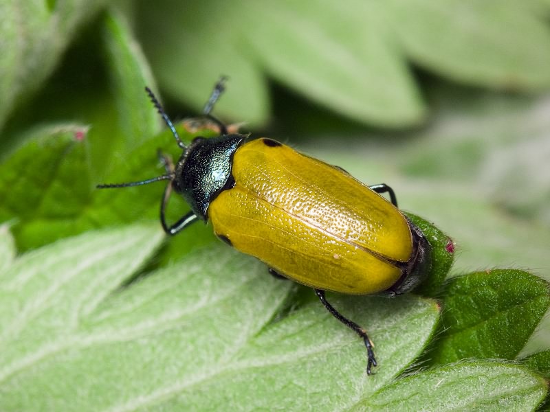 Labidostomis humeralis (D.H.Schneider, 1792)