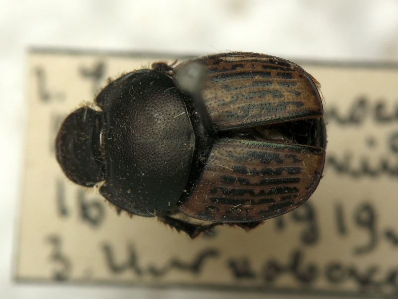 Onthophagus vacca (Linnaeus, 1767)