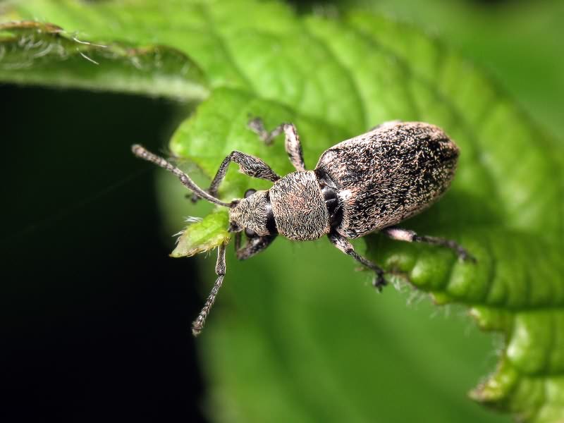 Phyllobius (Phyllobius) pyri (Linnaeus, 1758)