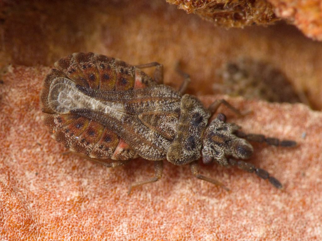 Aradus cinnamomeus Panzer, 1806