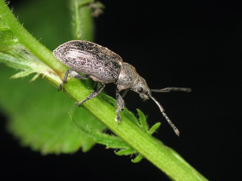 Phyllobius (Phyllobius) pyri (Linnaeus, 1758)