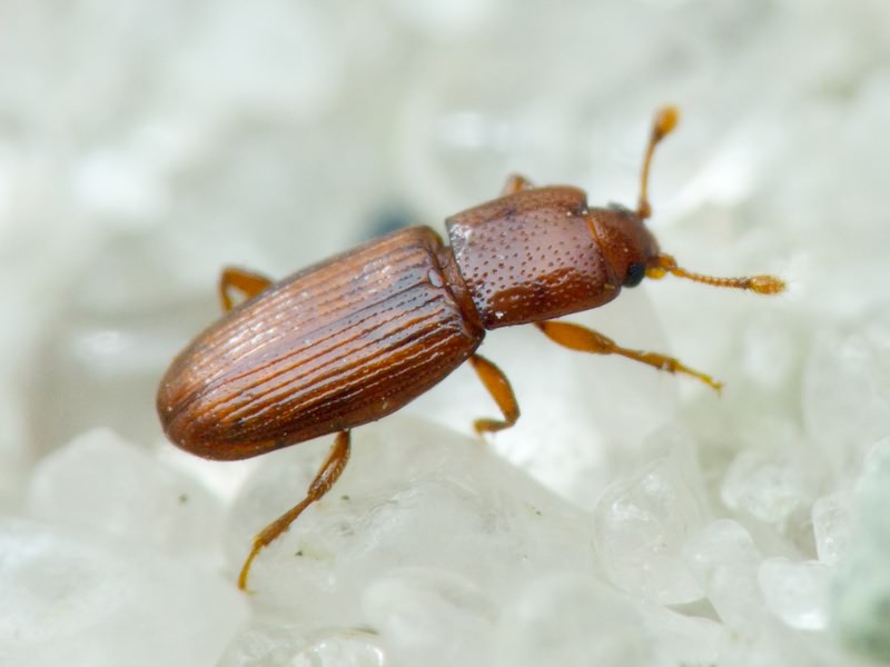 Cerylon ferrugineum Stephens, 1830
