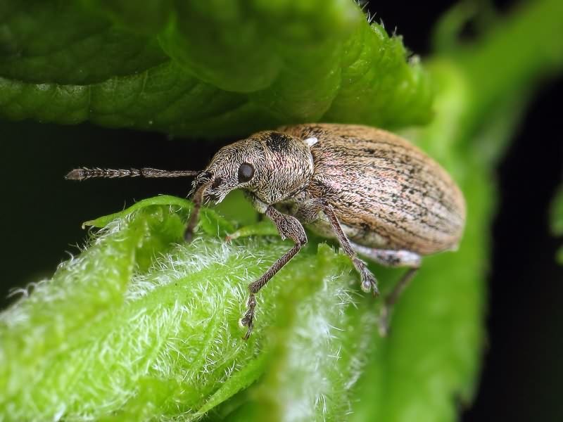 Phyllobius (Phyllobius) pyri (Linnaeus, 1758)