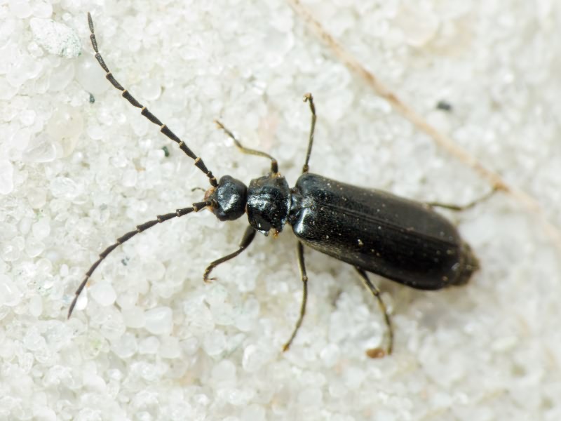 Autosilis nitidula (Fabricius, 1792)