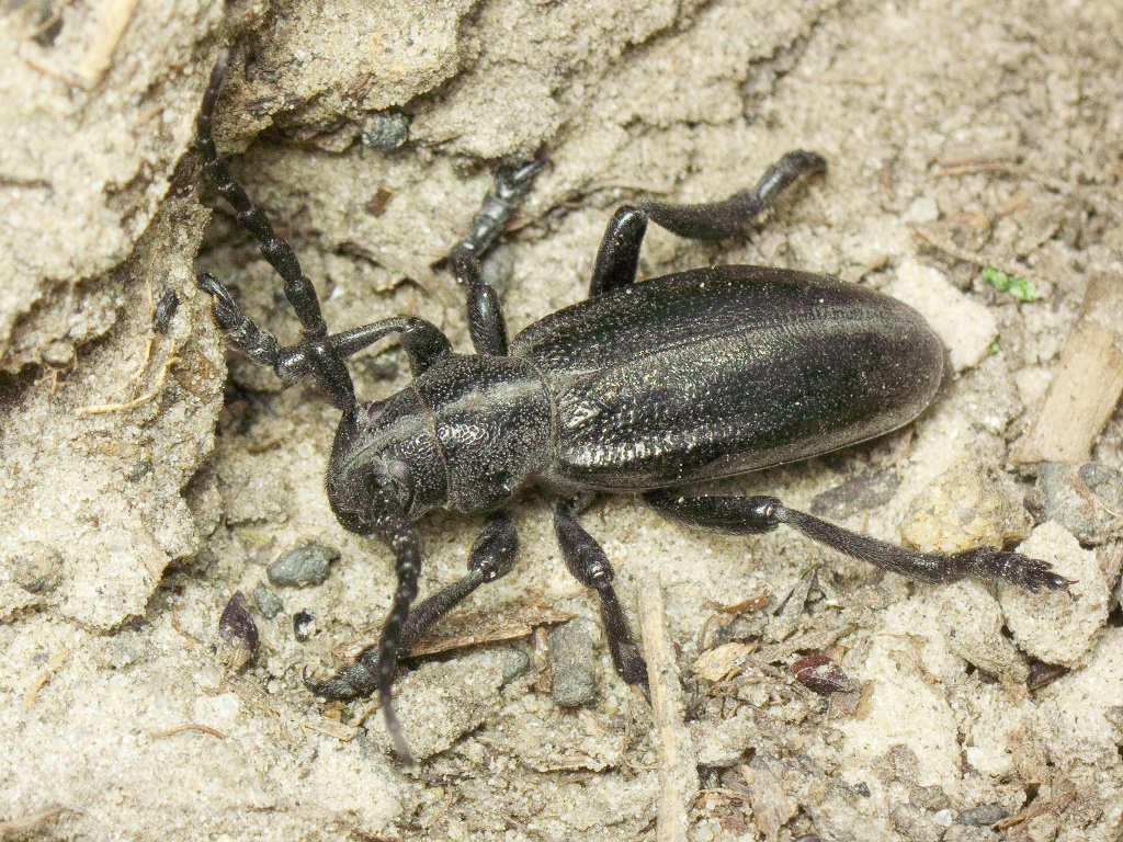 Dorcadion (Carinatodorcadion) carinatum (Pallas, 1771)