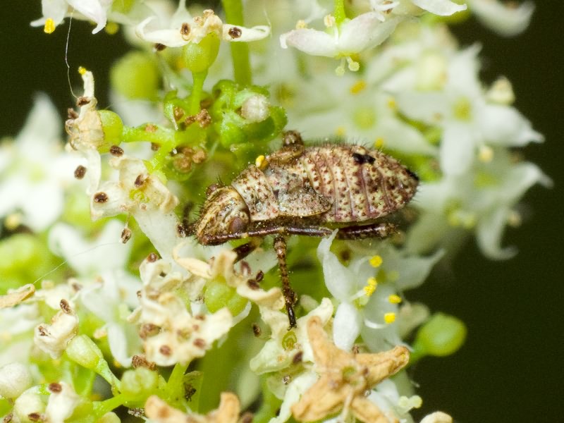 Rhopalidae Amyot & Serville, 1843