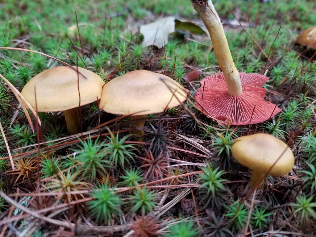 Laccaria ochropurpurea (Berk.) Peck